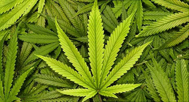Image of Marijuana plants